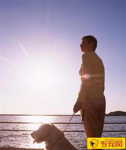 狗狗忽然长泪痕是怎么回事 狗狗忽然长泪痕是怎么回事