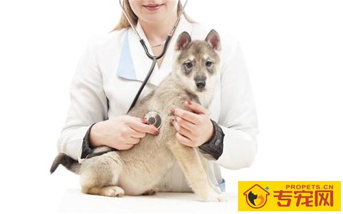 狗狗忽然长泪痕是怎么回事 狗狗忽然长泪痕是怎么回事