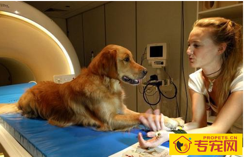 狗狗有这6种主要表现,表明它需要你,家里狗有吗 狗狗有这6种主要表现,表明它需要你,家里狗有吗