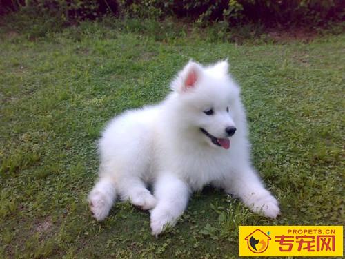 【养宠物小常识】萨摩耶能够用哪种来洗澡,萨摩耶用哪种洗澡最好 【养宠物小常识】萨摩耶能够用哪种来洗澡,萨摩耶用哪种洗澡最好