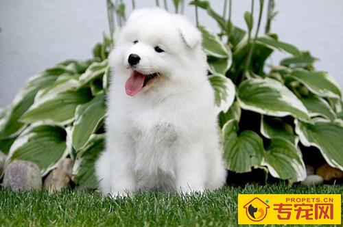 【养宠物小常识】萨摩耶能够用哪种来洗澡,萨摩耶用哪种洗澡最好 【养宠物小常识】萨摩耶能够用哪种来洗澡,萨摩耶用哪种洗澡最好