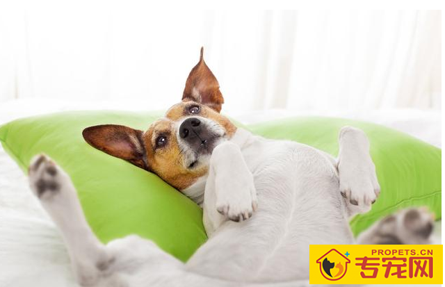 常常吠叫的狗狗，他们究竟在叫什么名字？缘故这五点