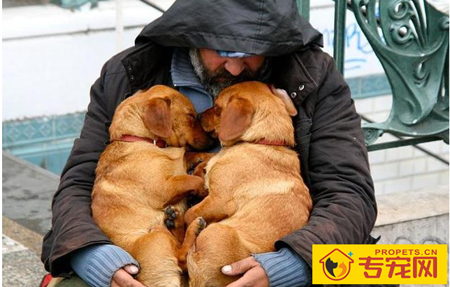 狗狗有这6种主要表现,表明它需要你,家里狗有吗 狗狗有这6种主要表现,表明它需要你,家里狗有吗