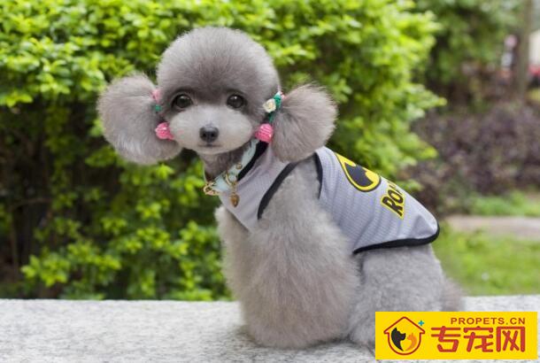 教你如何给狗狗做衣服，三种制作方法任你挑