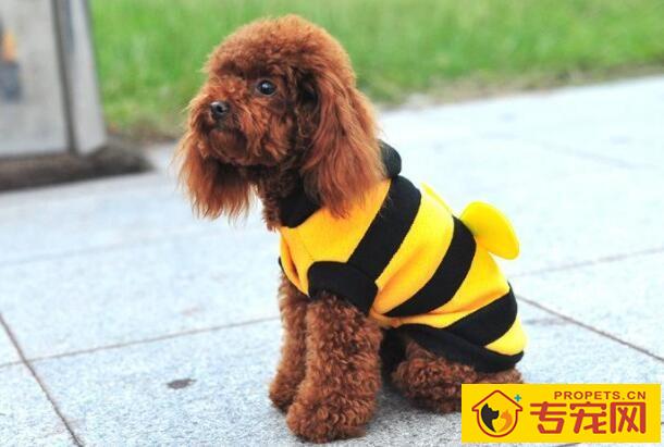 教你如何给狗狗做衣服，三种制作方法任你挑