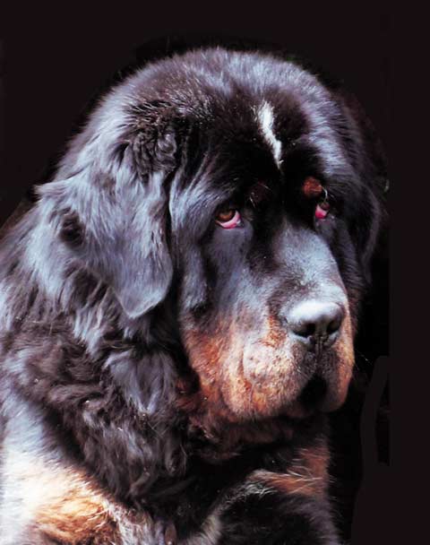 藏獒眼睛发红,有眼屎怎么办