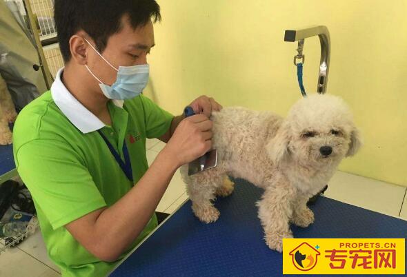 宠物美容师要学多久，什么时候才能开始工作