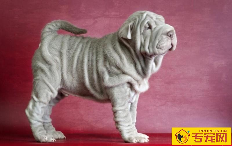 如何正确的给沙皮狗洗澡?简单适用的步骤 如何正确的给沙皮狗洗澡?简单适用的步骤