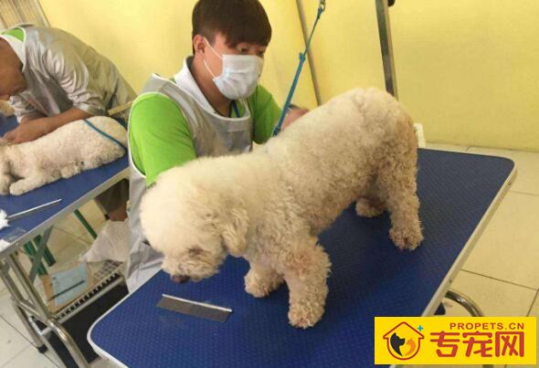 宠物美容师要学多久，什么时候才能开始工作