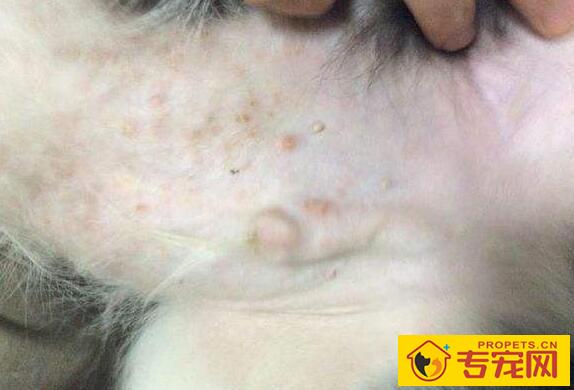 狗狗得了螨虫病通常会有哪些症状？