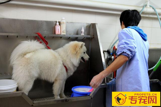 有关狗狗洗澡:出门VS家里,你也是哪一种? 有关狗狗洗澡:出门VS家里,你也是哪一种?