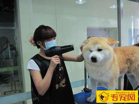 有关狗狗洗澡:出门VS家里,你也是哪一种? 有关狗狗洗澡:出门VS家里,你也是哪一种?