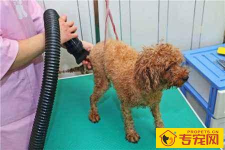 有关狗狗洗澡:出门VS家里,你也是哪一种? 有关狗狗洗澡:出门VS家里,你也是哪一种?