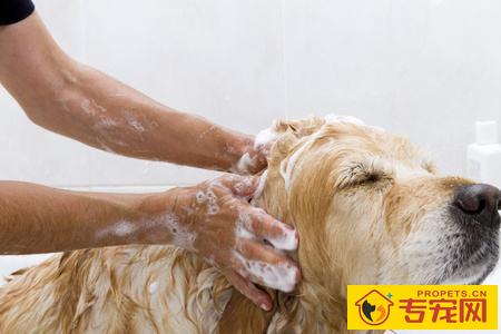 有关狗狗洗澡:出门VS家里,你也是哪一种? 有关狗狗洗澡:出门VS家里,你也是哪一种?