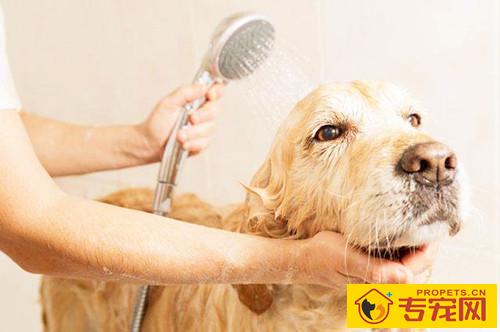 夏季金毛能每日都洗澡吗,金毛能够 每日都洗澡吗 夏季金毛能每日都洗澡吗,金毛能够 每日都洗澡吗