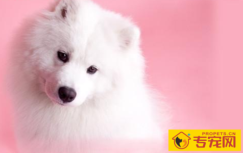 【养宠物心得分享】萨摩耶怎么会忽然大掉毛,萨摩耶除毛就脱一层吗 【养宠物心得分享】萨摩耶怎么会忽然大掉毛,萨摩耶除毛就脱一层吗