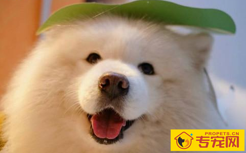 【养宠物心得分享】萨摩耶怎么会忽然大掉毛,萨摩耶除毛就脱一层吗 【养宠物心得分享】萨摩耶怎么会忽然大掉毛,萨摩耶除毛就脱一层吗