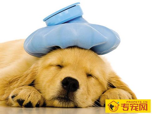 狗狗感冒一周了还没有好该怎么办 狗狗感冒一周了还没有好该怎么办