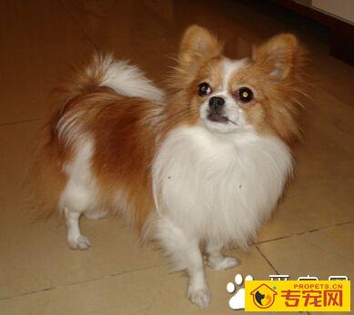 蝴蝶犬的特征 有着蝴蝶翅膀般的大耳朵