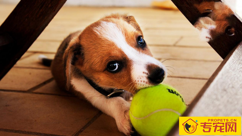 狗子忽然流口水是什么情况 狗子忽然流口水是什么情况