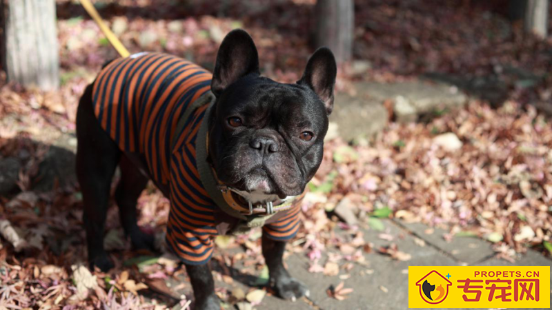 狗子忽然流口水是什么情况 狗子忽然流口水是什么情况