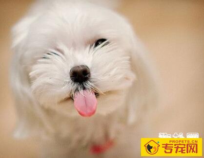 狗狗美容中意外事件的处理