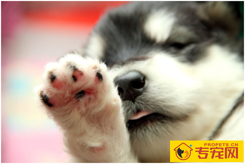 大型狗缺钙的表现?要怎么补钙? 大型狗缺钙的表现?要怎么补钙?