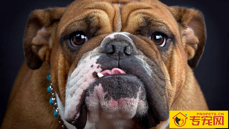 狗子忽然流口水是什么情况 狗子忽然流口水是什么情况