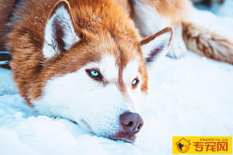 狗狗要是看起来胖，就不用给它补钙补锌了，真的是那样吗？