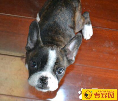 波士顿梗的特点 很受周围环境的影响