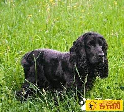 史宾格和可卡的区别 体型特征有很大不同