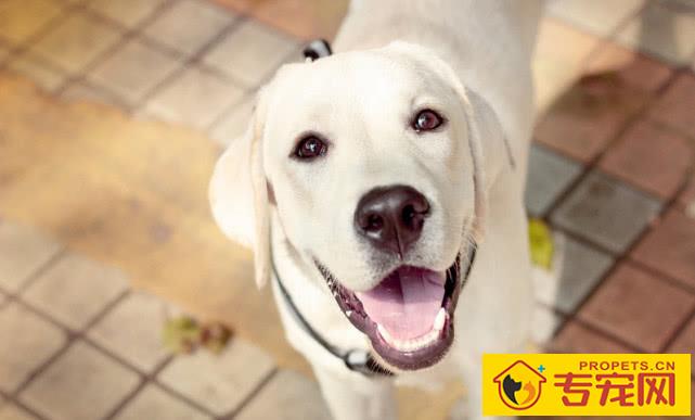 拉布拉多犬饲养的好方法 拉布拉多犬饲养的好方法