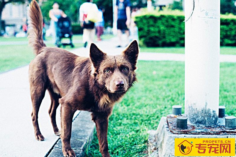 狗狗要是看起来胖，就不用给它补钙补锌了，真的是那样吗？