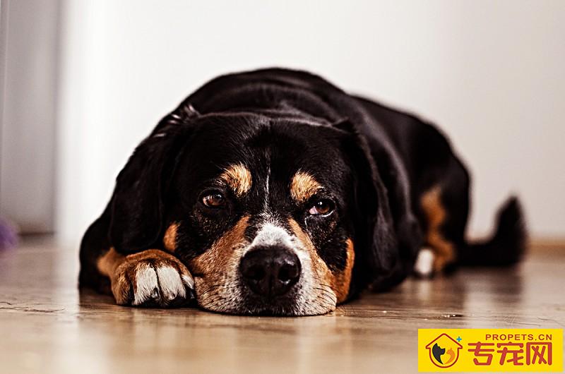 狗狗要是看起来胖，就不用给它补钙补锌了，真的是那样吗？