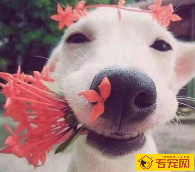 让狗狗更讨人喜欢的几类方式 ,主人家那样坚持不懈做,狗狗更火爆 让狗狗更讨人喜欢的几类方式 ,主人家那样坚持不懈做,狗狗更火爆