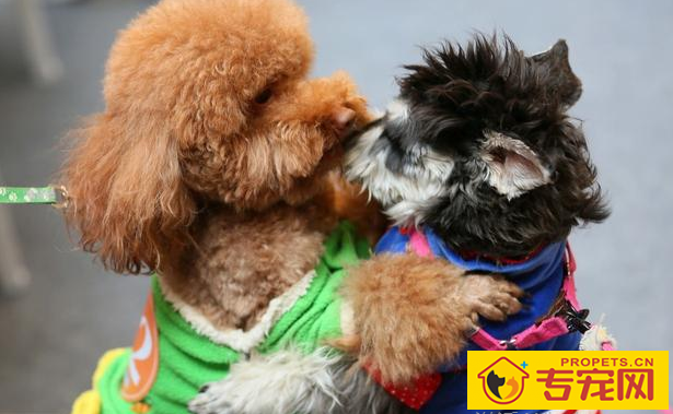 让狗狗更讨人喜欢的几类方式 ,主人家那样坚持不懈做,狗狗更火爆 让狗狗更讨人喜欢的几类方式 ,主人家那样坚持不懈做,狗狗更火爆