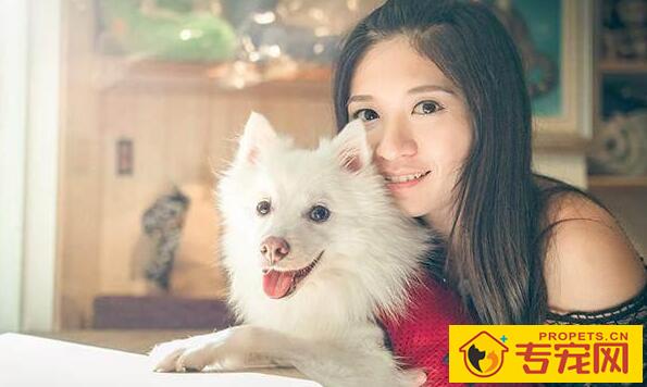 让狗狗更讨人喜欢的几类方式 ,主人家那样坚持不懈做,狗狗更火爆 让狗狗更讨人喜欢的几类方式 ,主人家那样坚持不懈做,狗狗更火爆