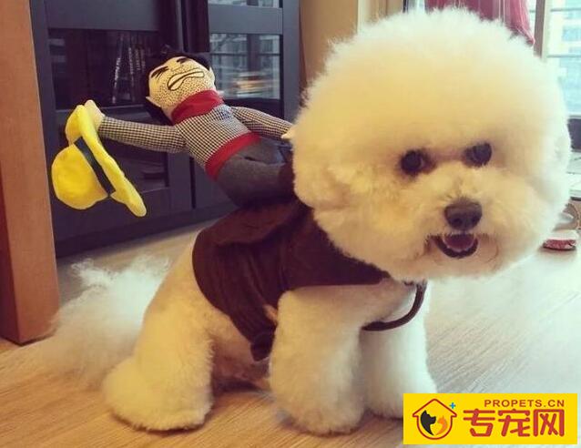 让狗狗更讨人喜欢的几类方式 ,主人家那样坚持不懈做,狗狗更火爆 让狗狗更讨人喜欢的几类方式 ,主人家那样坚持不懈做,狗狗更火爆