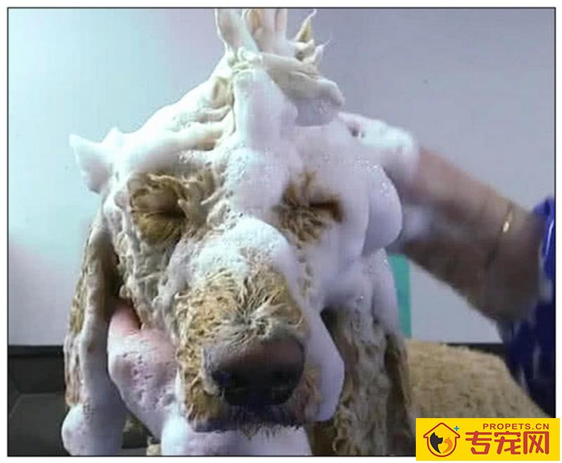 带狗狗去冼澡,店员一直认为是金毛,烘干毛发都立即愣住了! 带狗狗去冼澡,店员一直认为是金毛,烘干毛发都立即愣住了!