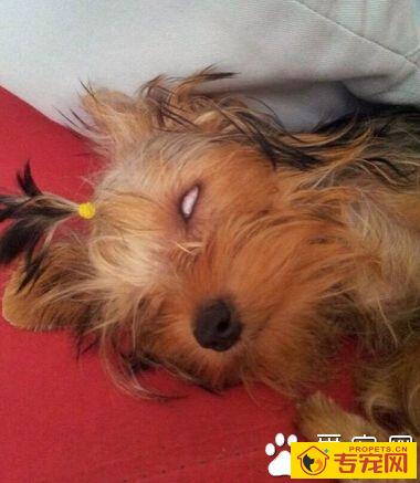 小狗睡觉翻白眼 对于狗狗来说是为了遮光