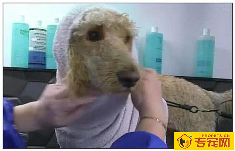 带狗狗去冼澡,店员一直认为是金毛,烘干毛发都立即愣住了! 带狗狗去冼澡,店员一直认为是金毛,烘干毛发都立即愣住了!