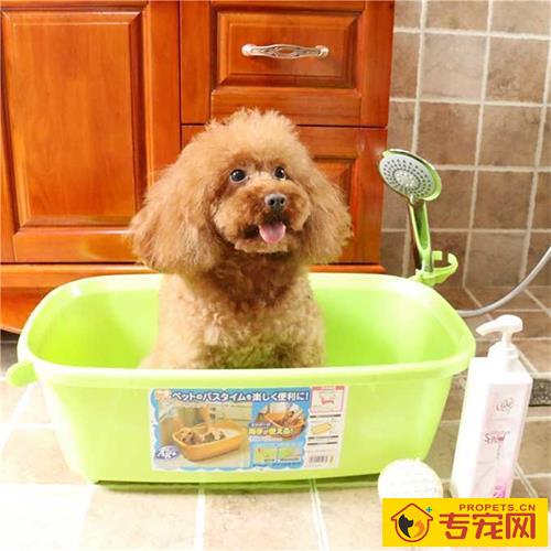 【养宠物小常识】可用洗衣液给狗洗澡,狗狗用洗衣液冼澡 【养宠物小常识】可用洗衣液给狗洗澡,狗狗用洗衣液冼澡