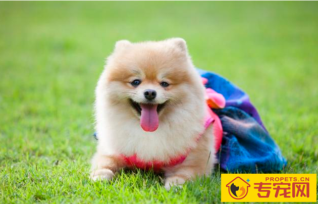 让狗狗更讨人喜欢的几类方式 ,主人家那样坚持不懈做,狗狗更火爆 让狗狗更讨人喜欢的几类方式 ,主人家那样坚持不懈做,狗狗更火爆