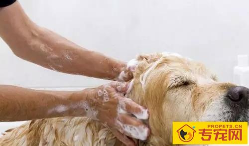 【养宠物小常识】可用洗衣液给狗洗澡,狗狗用洗衣液冼澡 【养宠物小常识】可用洗衣液给狗洗澡,狗狗用洗衣液冼澡