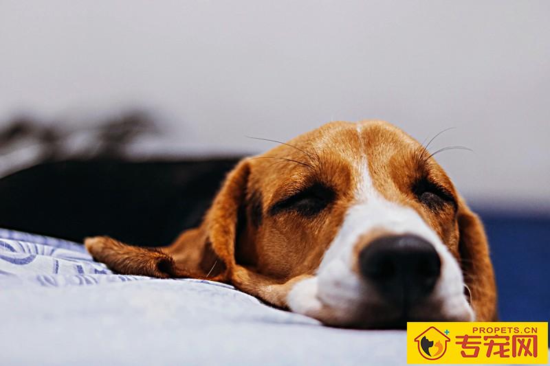 狗狗要是看起来胖，就不用给它补钙补锌了，真的是那样吗？