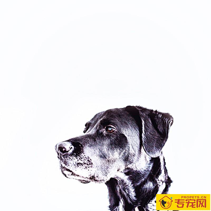 狗狗要是看起来胖，就不用给它补钙补锌了，真的是那样吗？