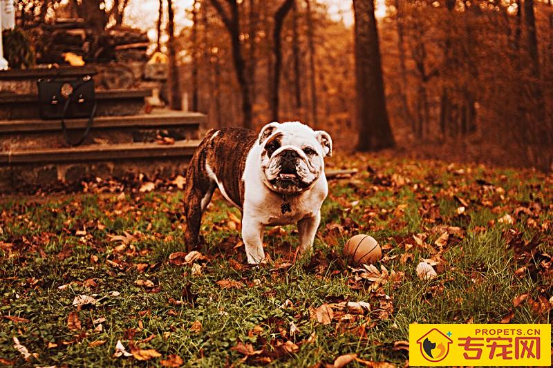 狗狗要是看起来胖，就不用给它补钙补锌了，真的是那样吗？