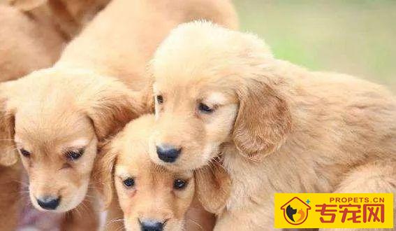 狗狗的头发为何愈来愈浅