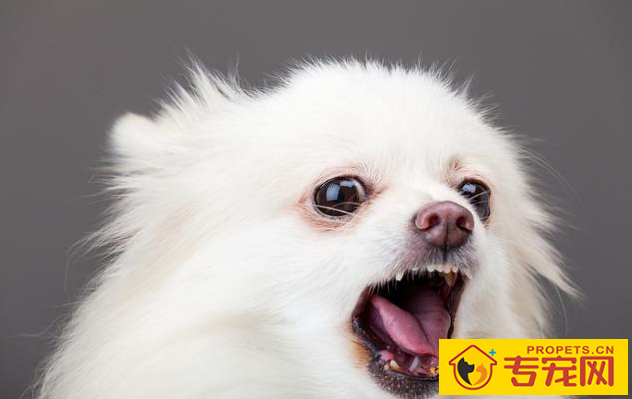 常常吠叫的狗狗，他们究竟在叫什么名字？缘故这五点