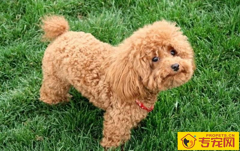 狗狗的头发为何愈来愈浅